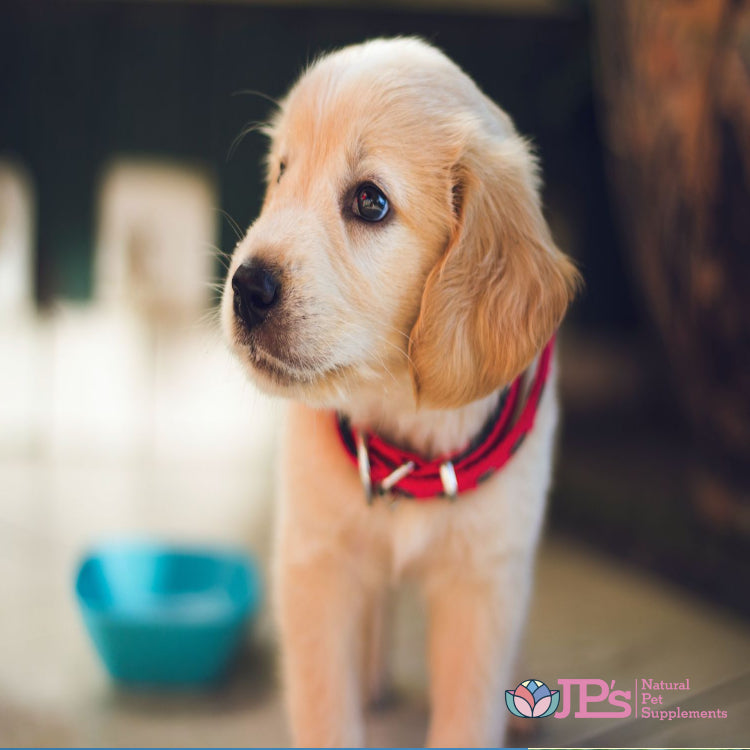 Are you socialising your puppy correctly, and how can we get them used to the world before they are vaccinated?