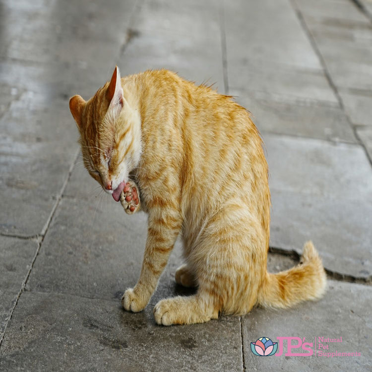 Best Cat Urinary Health Supplements for Idiopathic Cystitis Relief