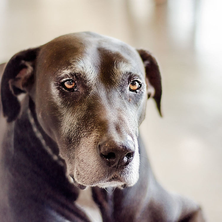 Canine cognitive dysfunction syndrome (CCDS) is a quite common progressive neurodegeneration disease in older dogs that has many similarities to dementia in people.
