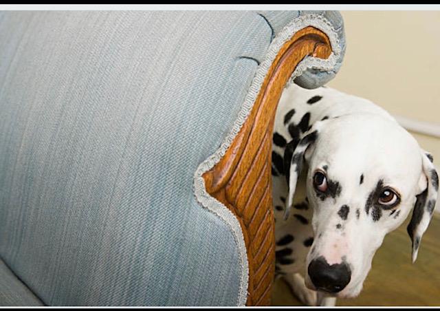 Nervous and reactive dogs when visitors arrive at your home