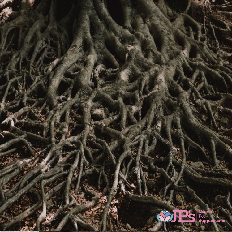 Valerian Root Benefits & Calming Effects for Dogs