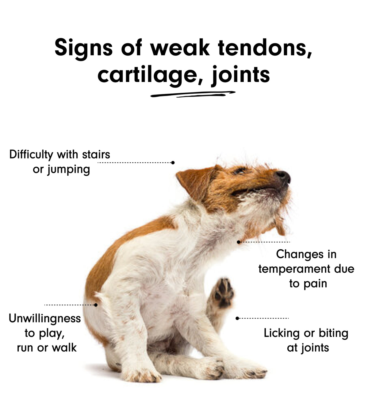 Natural Dog Joint Supplement with Boswellia & Turmeric