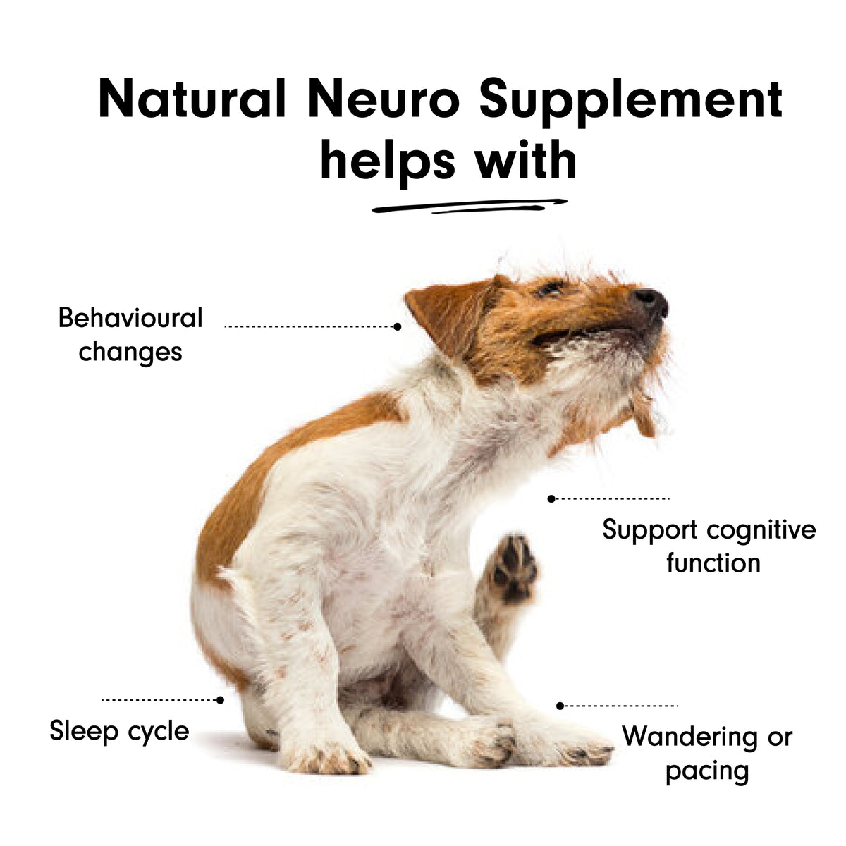 Brain Supplement for Dogs and Cats Cognitive Decline