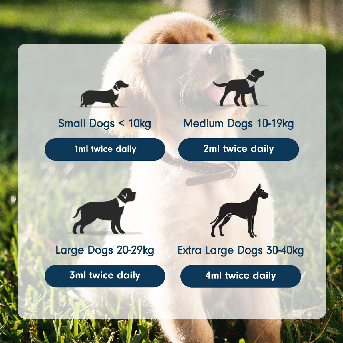 Liquid Calming Supplement for Cats and Dogs