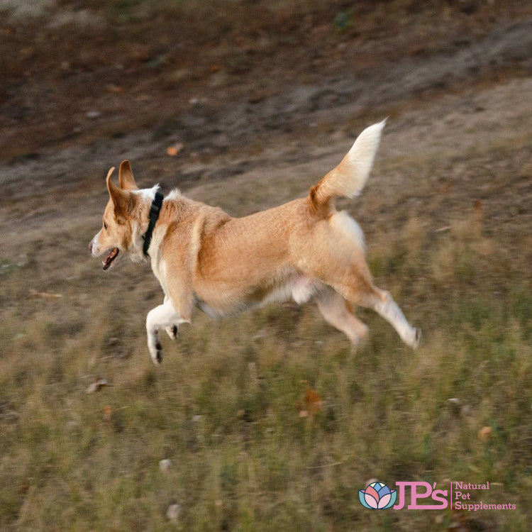 Best Canine Joint Supplements & Advanced Dog Joint Care