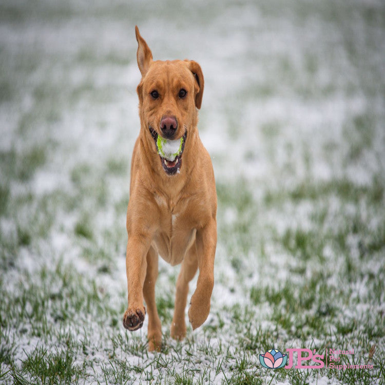 Best Dog Joint Supplements Benefits & Why to Use