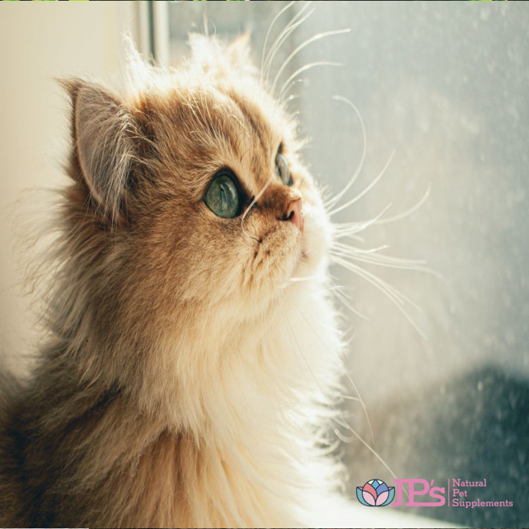 Best Online Pet Health Supplements UK