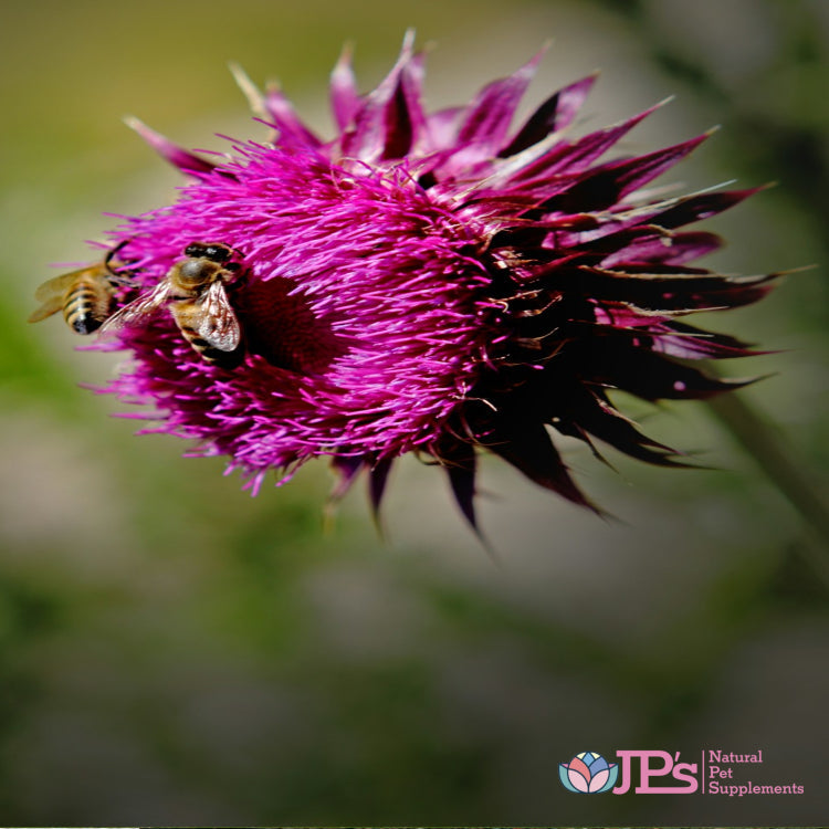 Best Silymarin Supplements for Dogs: Benefits & Dosage Guide