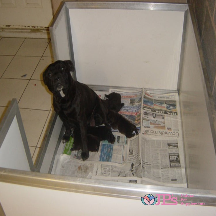 Bitch Mating Guide: Boost Conception Rate & Litter Size Tips