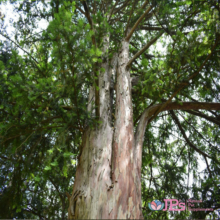 Best Boswellia for Dogs: Benefits and Safety