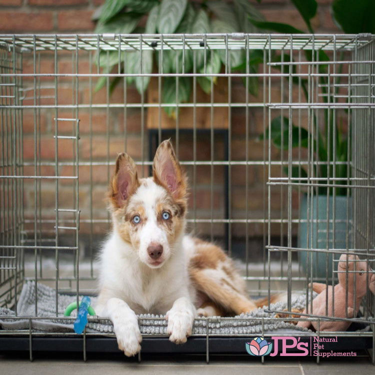 Crate training dogs pros and cons