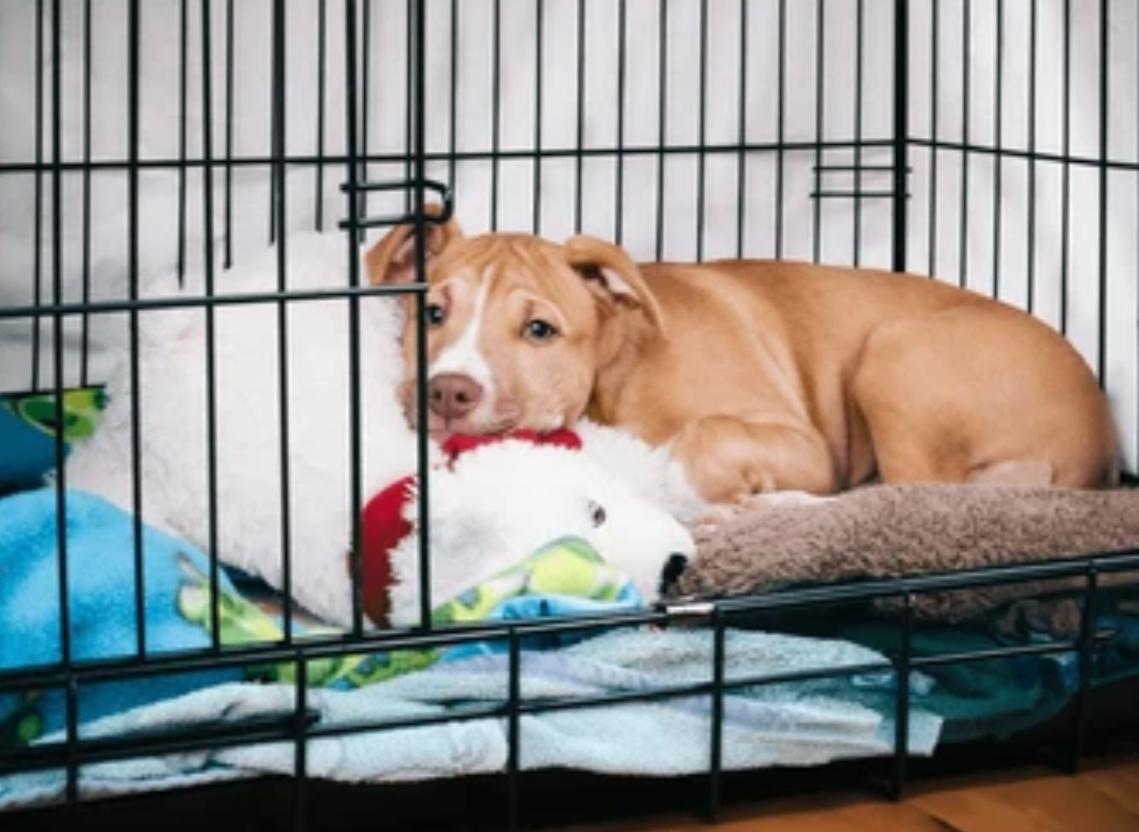 Dog Crate Training Tips, Playpen & Place Exercises