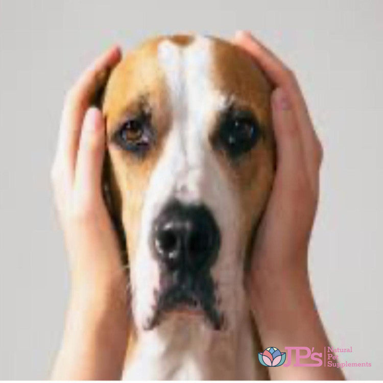 Dog Noise Phobia Solutions & Remedies Guide