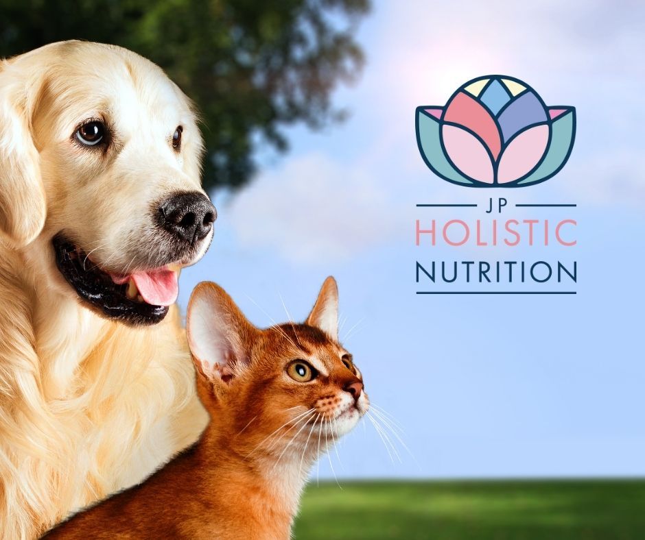 Supplements From UK Pet Nutritionists Help Your Arthritic Dog Show Improvement