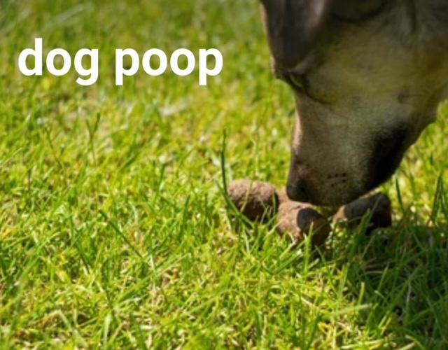 My Dog eats poop, and other animals 💩 poop.