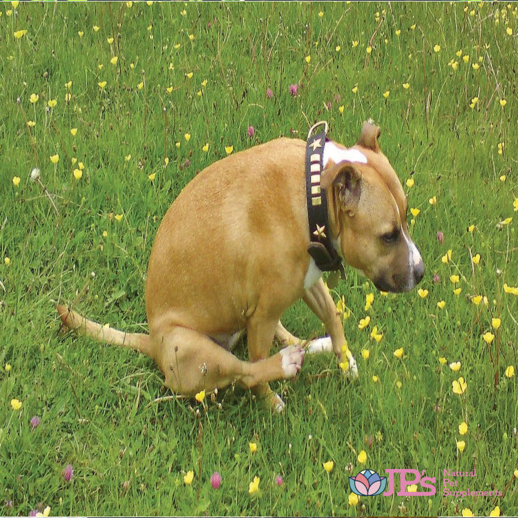 anal gland problems in dogs