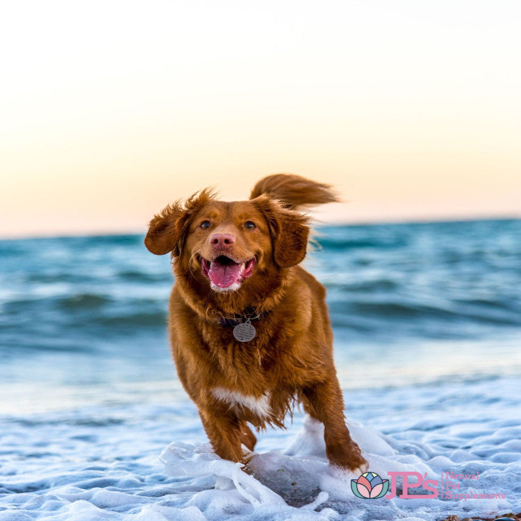 Enterococcus Faecium Probiotic For Dogs: Uses & Benefits 