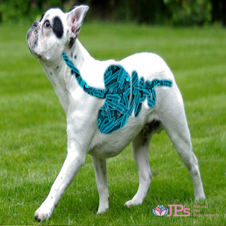 Gut microbiome and Omega-3 in Dogs