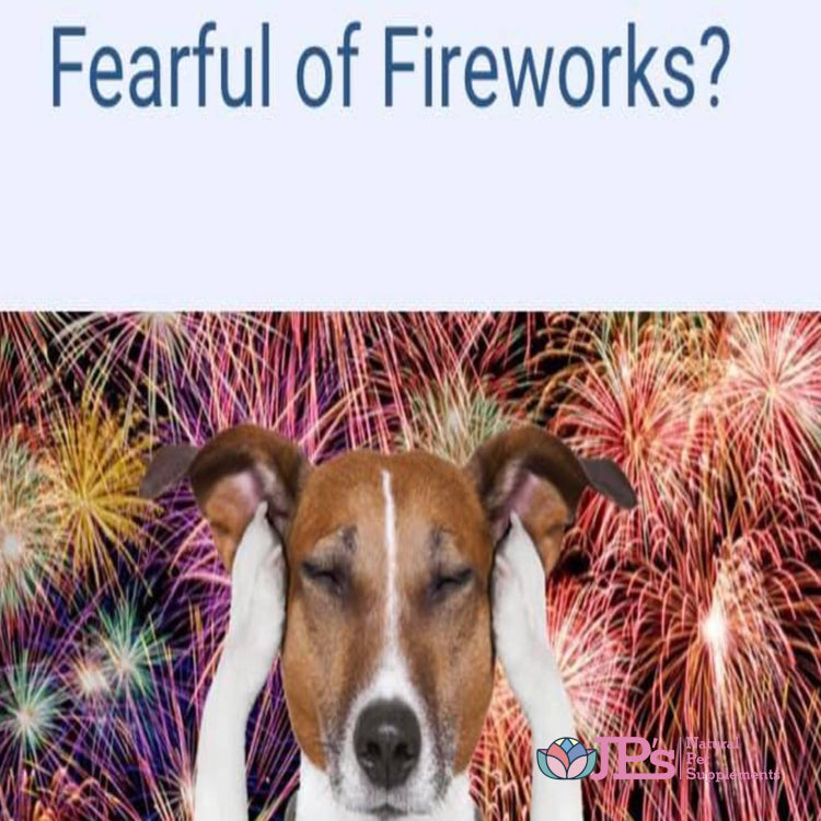 Help Dogs During Bonfire Season 