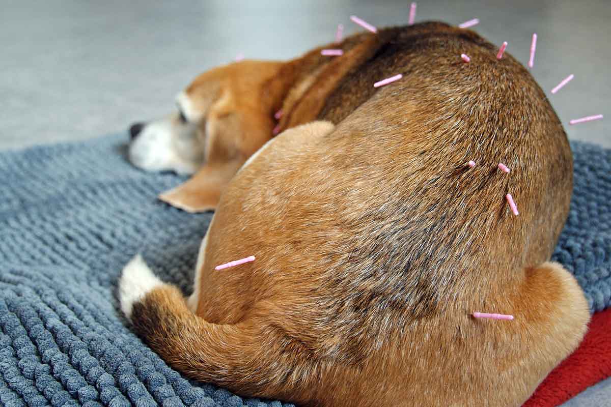 Holistic Medicine & Supplement Benefits Guide for Dogs & Cats