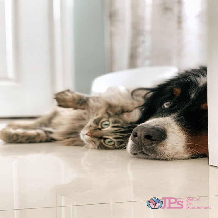 How To Choose The Right Natural Supplement For Your Dog Or Cat