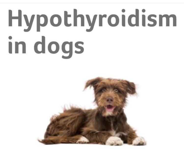 Could Hypothyroidism be causing behavioural problems in dogs? - JP Holistic Nutrition 