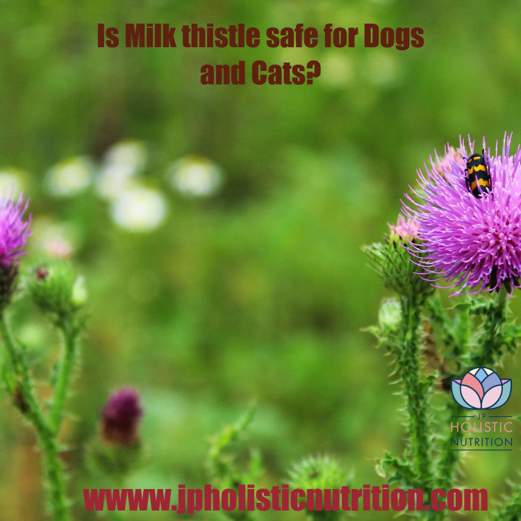 Is Milk thistle safe for Dogs and Cats?