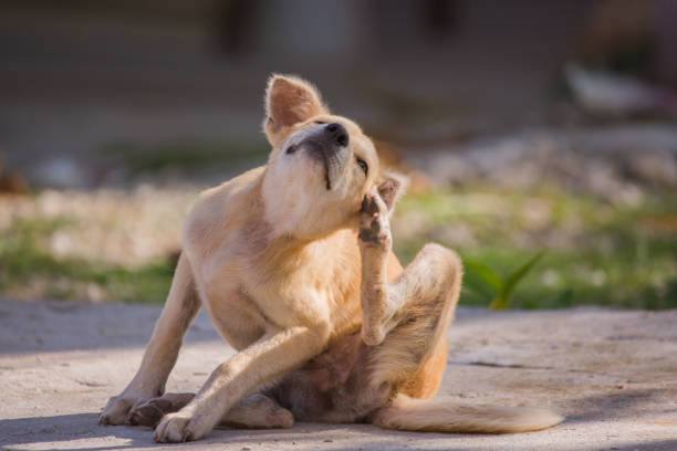 Scratching dog with atopic dermatitis