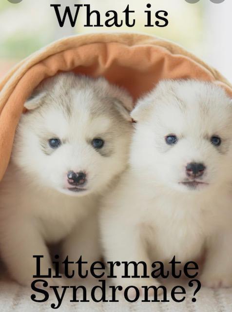 Litter mate syndrome in dogs | JP Holistic Nutrition