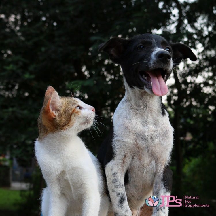 Liver supplements for dogs and cats