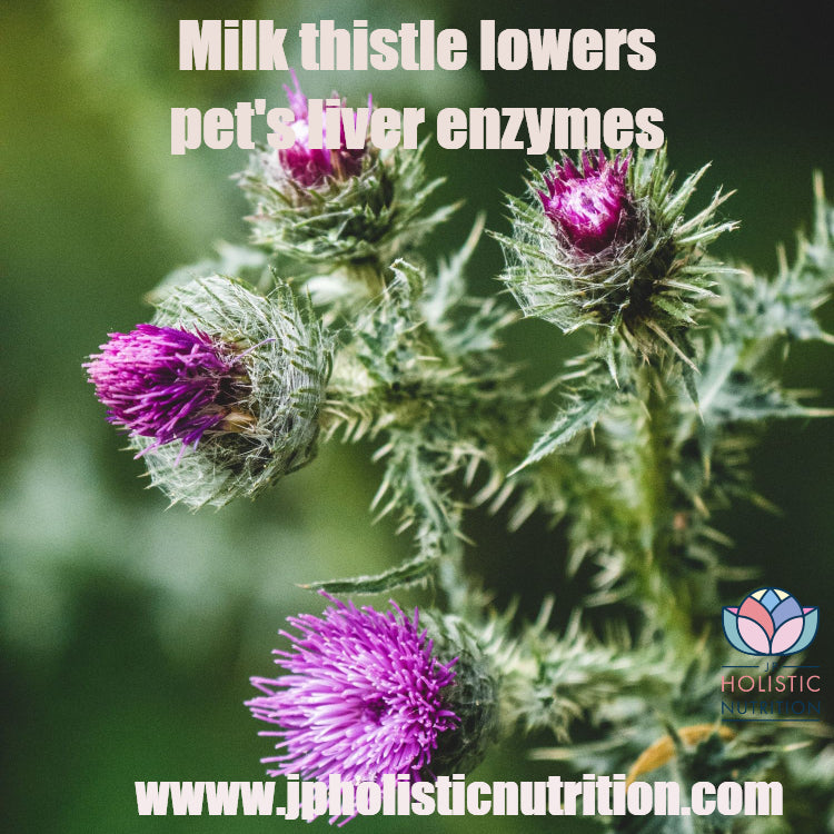 Lowering Your Pet's Liver Enzymes - Using Milk Thistle