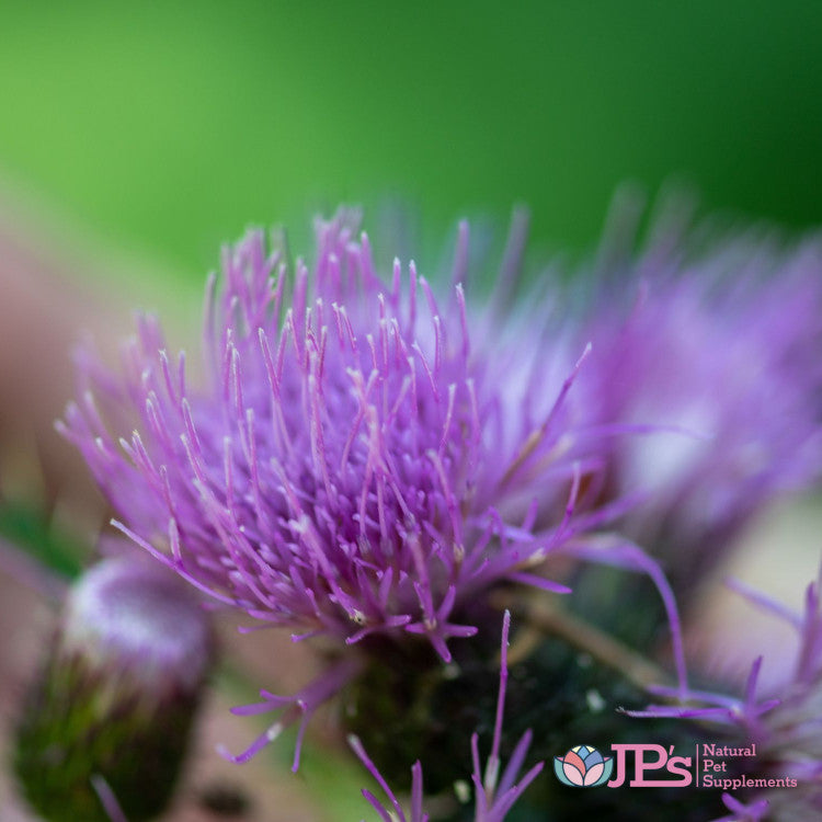 Milk Thistle Benefits: Liver Function Support in Dogs & Cats