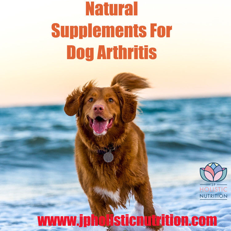 What Natural Supplement Can I Give My Dog for Arthritis UK?