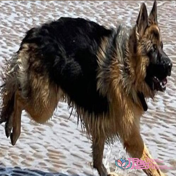 Remedies & Therapy for Arthritis in Dogs