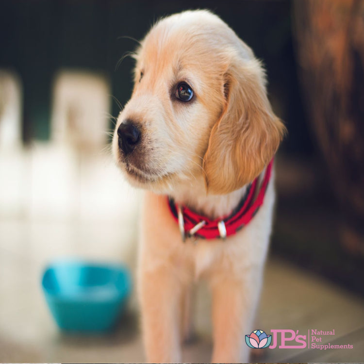 Researching dog breeds before you buy a puppy is essential