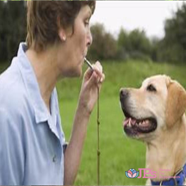 Training Your Dog Recall With A Whistle 