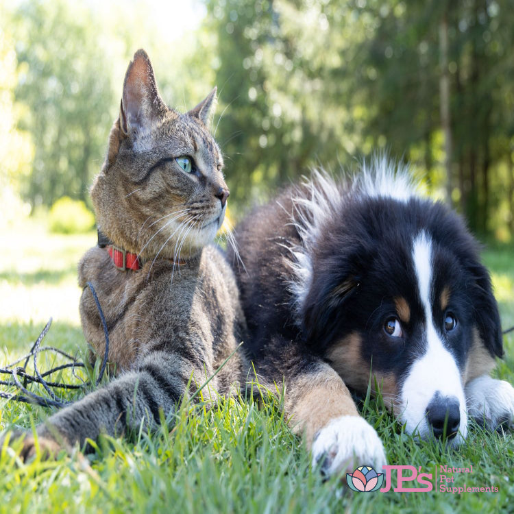 What does a probiotic paste do for Dogs and Cats?