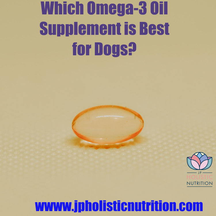 Which Omega-3 Oil Supplement is Best for Dogs?