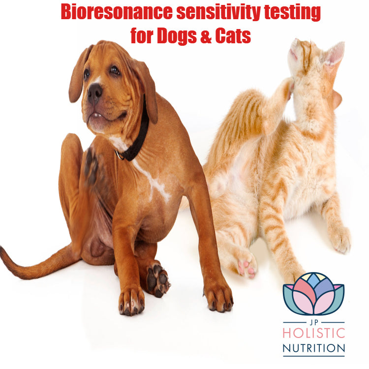 Bioresonance sensitivity testing for dogs, cats and horses