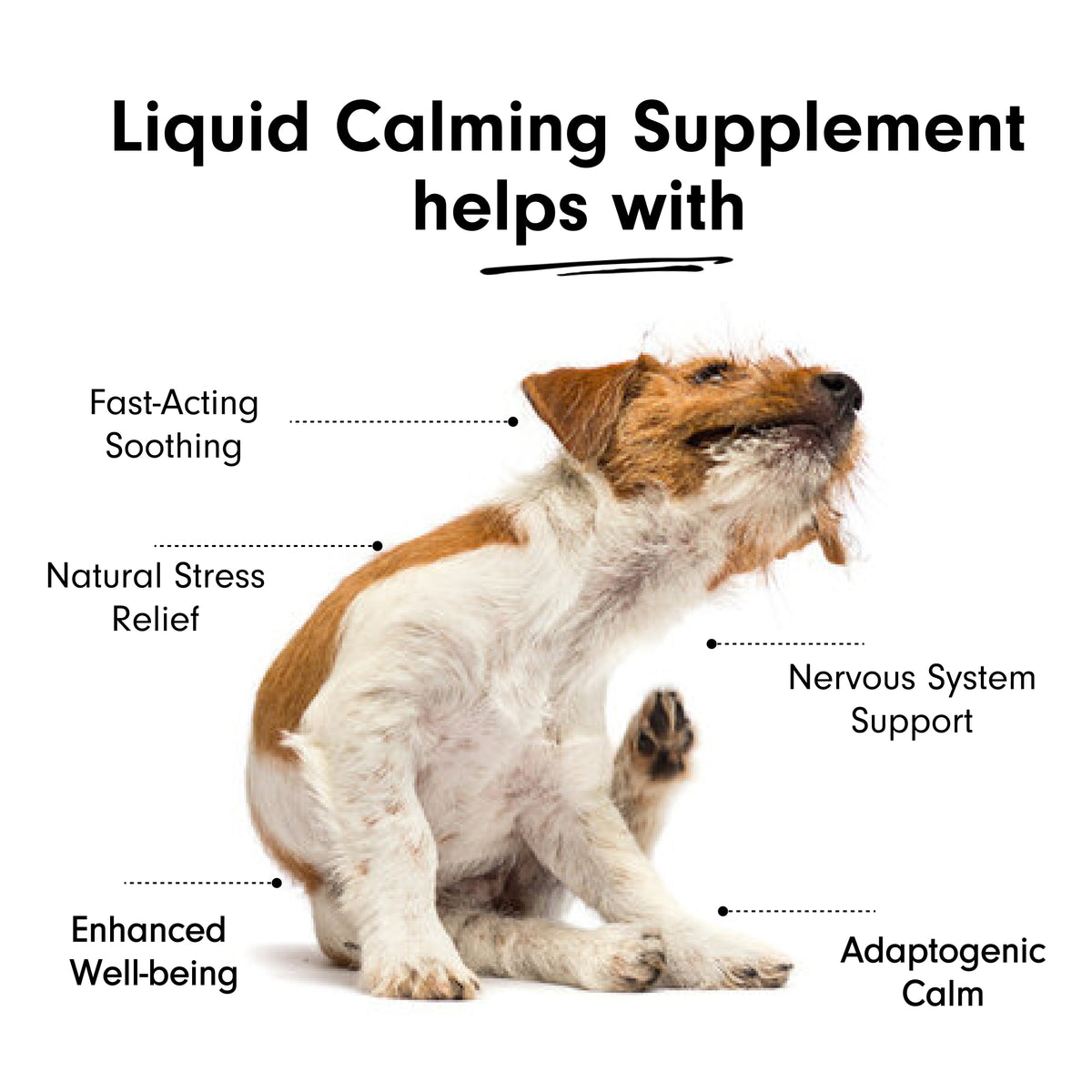 Liquid Calming Supplement for Cats and Dogs