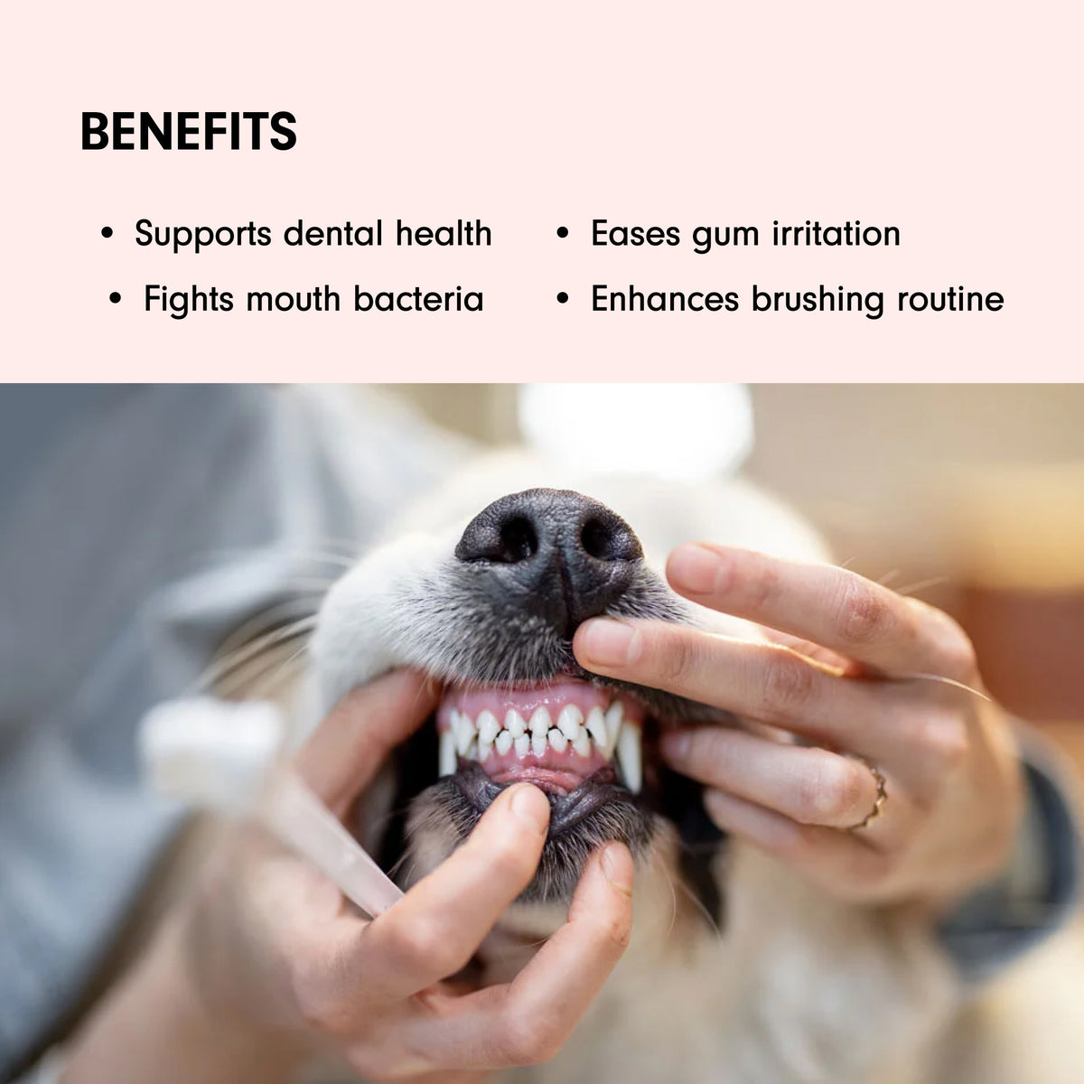 Natural Toothpaste for Dogs &amp; Cats