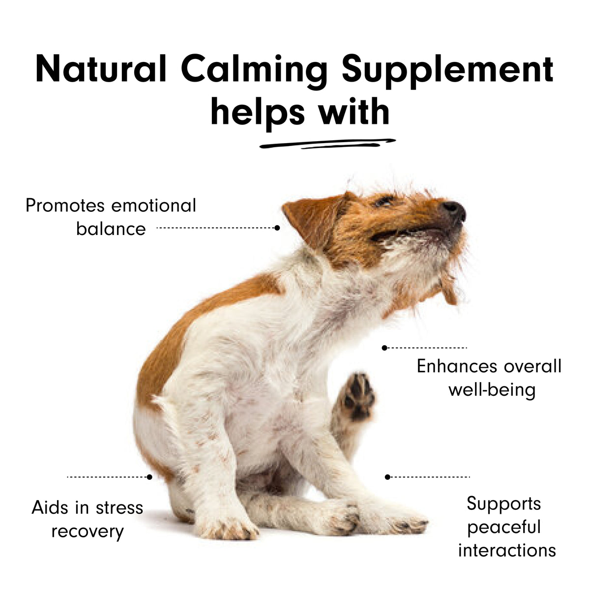 Natural Calming Supplement for Cats &amp; Dogs