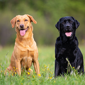 Natural supplements for dogs.  JP Holistic Nutrition has formulated our own range of Vet approved natural supplements for dogs. This expansive range takes care of everything from their gut, joints and nerves to their ears, teeth and coat.