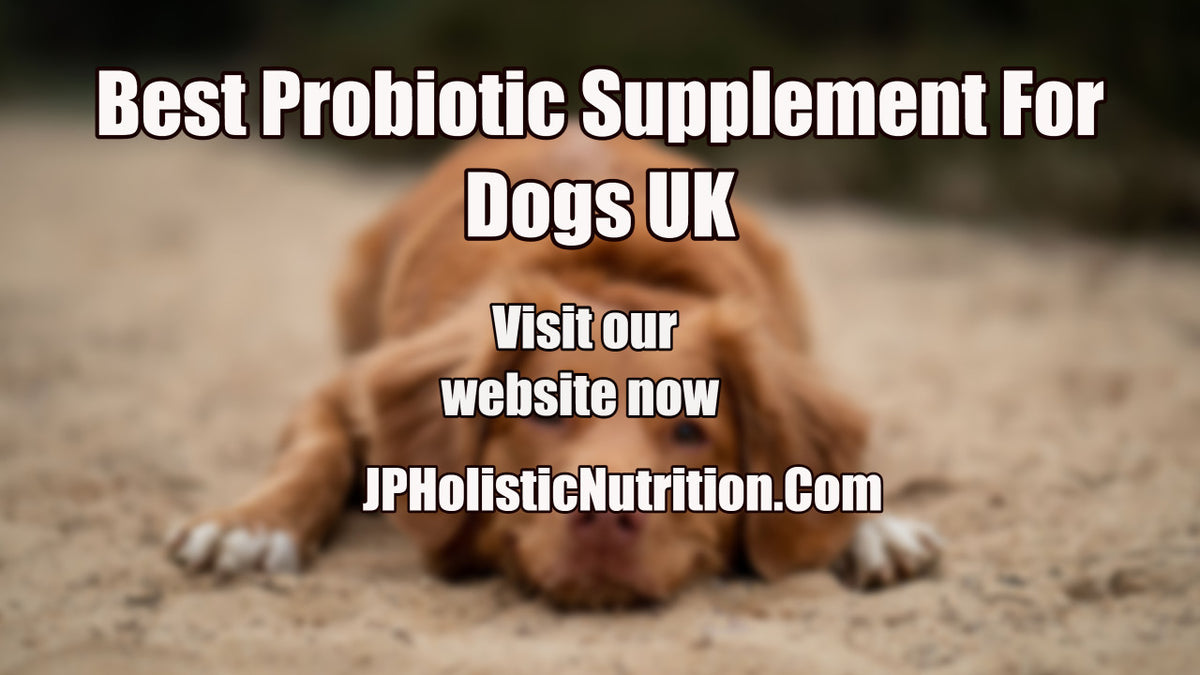 Best probiotic supplement for dogs